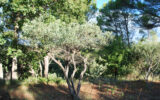 Terrain à vendre à Salernes — Vue nature — photo 11