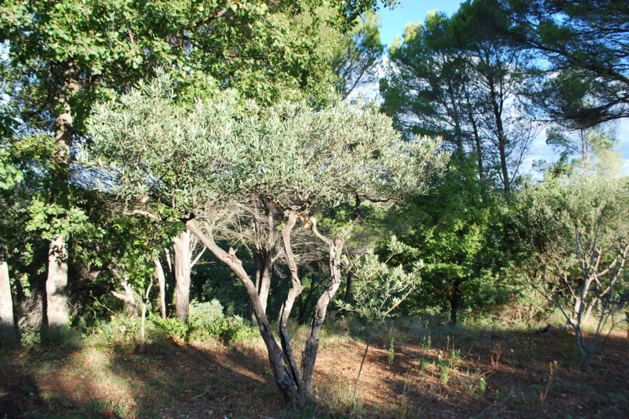 Terrain à vendre à Salernes — Vue nature — photo 11