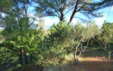 Terrain à vendre à Salernes — Vue nature — photo 9
