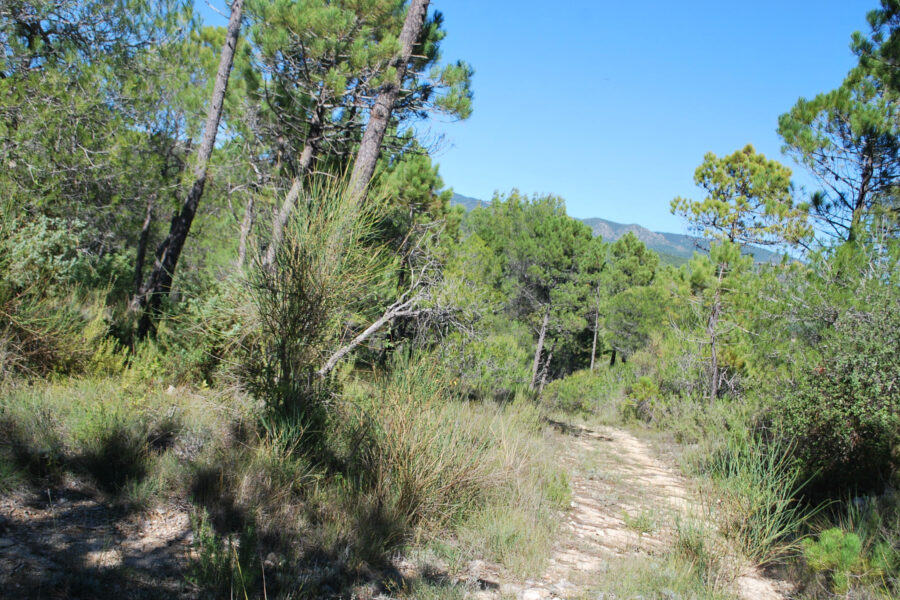 Terrain à vendre à Salernes — Vue nature — photo 2