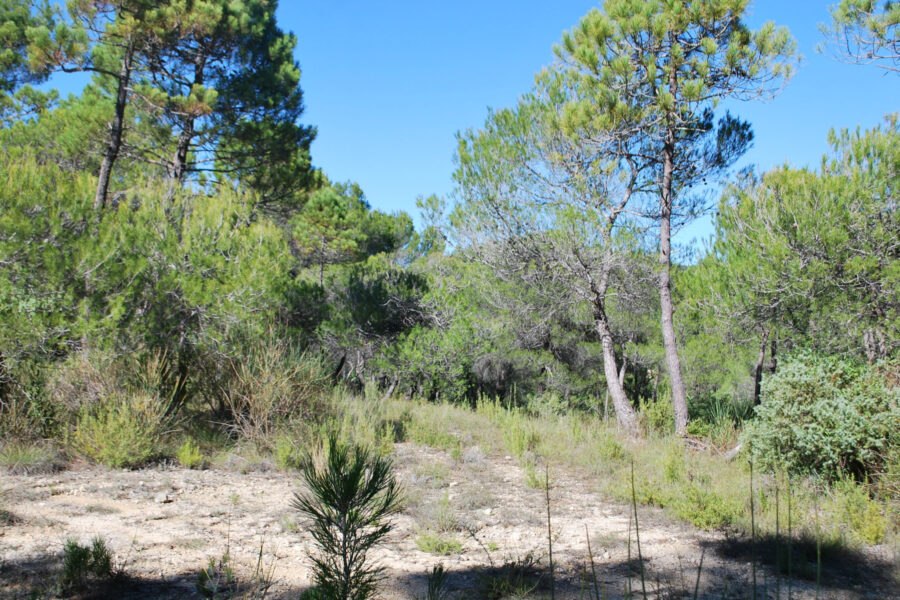 Terrain à vendre à Salernes — Vue nature — photo 3