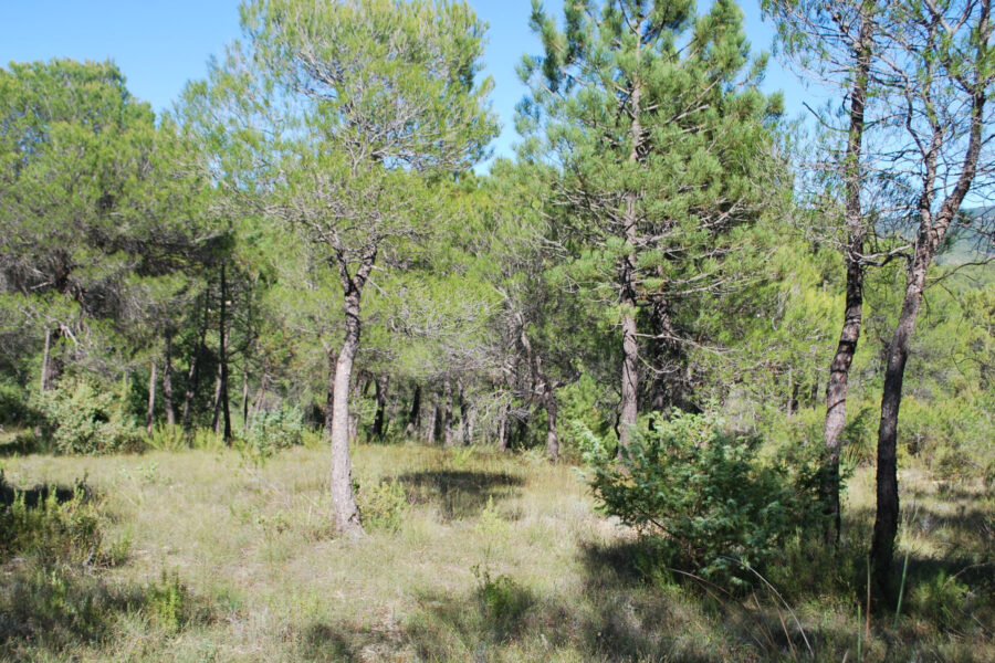 Terrain à vendre à Salernes — Vue nature — photo 5