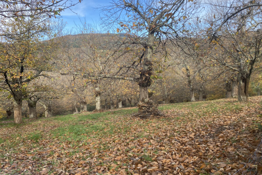 Terrain à vendre à Désaignes — Vue nature — photo 3