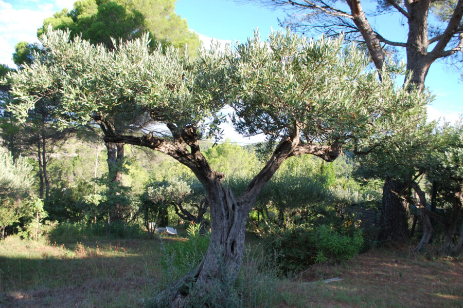 Terrain à vendre à Salernes — Vue nature — photo 6