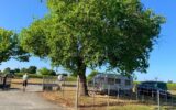 Maison à vendre à Périssac — Vue vignes — photo 13