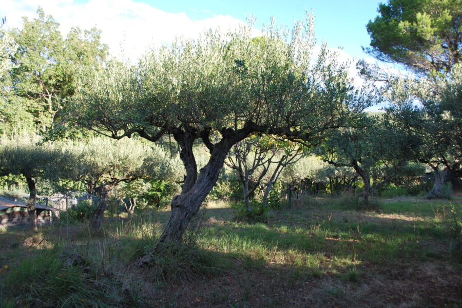 Terrain à vendre à Salernes — Vue nature — photo 13
