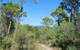 Terrain à vendre à Salernes — Vue nature — photo 1
