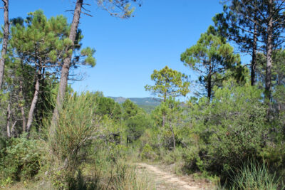 Terrain à vendre à Salernes