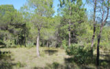 Terrain à vendre à Salernes — Vue nature — photo 2