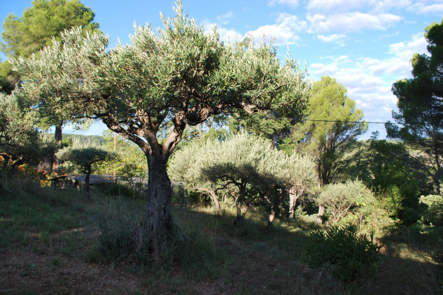 Terrain à vendre à Salernes — Vue nature — photo 3