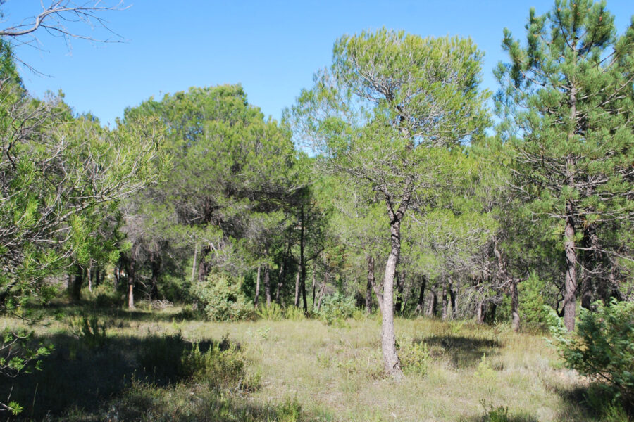 Terrain à vendre à Salernes — Vue nature — photo 4