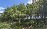 Terrain à vendre à Monclar de quercy — Vue dégagée — photo 1