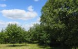 Terrain à vendre à Monclar de quercy — Vue dégagée — photo 2