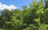 Terrain à vendre à Monclar de quercy — Vue dégagée — photo 2