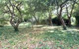 Terrain à vendre à Clohars carnoet — Vue dégagée — photo 2