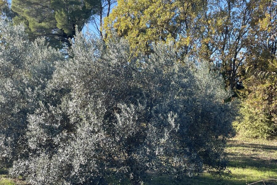 Terrain à vendre à Lorgues — Vue dégagée — photo 2