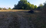 Terrain à vendre à Orléat — Vue nature — photo 4