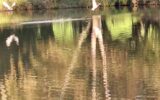 Terrain à vendre à Boursay — Vue lac — photo 2