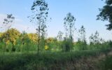 Terrain à vendre à Aire sur l adour — Vue nature — photo 4