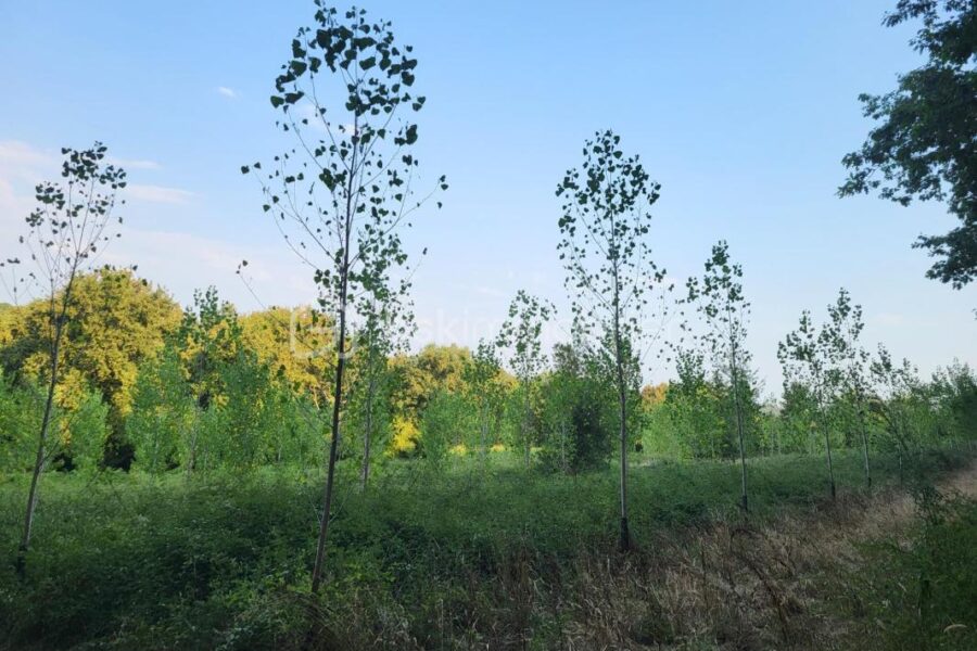 Terrain à vendre à Aire sur l adour — Vue nature — photo 4