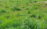 Terrain à vendre à Civray de touraine — Vue nature — photo 4