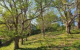 Terrain à vendre à Mouguerre — Vue nature — photo 7