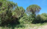 Terrain à vendre à Gratens — Vue dégagée — photo 1