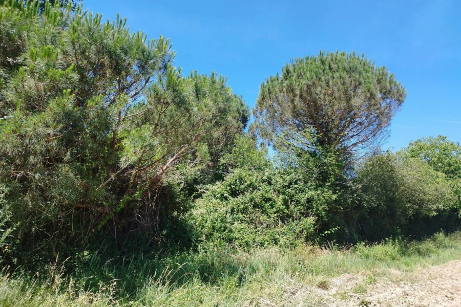 Terrain à vendre à Gratens — Vue dégagée — photo 1