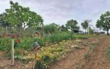 Maison à vendre à Lavit — Vue nature — photo 5