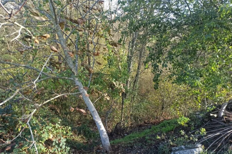 Terrain à vendre à Les martres-d&rsquo;artière — Vue dégagée — photo 3