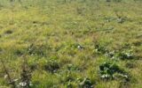 Terrain à vendre à Jallaucourt — Vue dégagée — photo 6