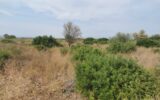 Terrain à vendre à Saint-hippolyte — Vue nature — photo 13