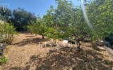 Maison à vendre à Vallauris — Vue nature — photo 19
