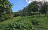 Terrain à vendre à Le robert — Vue nature — photo 6