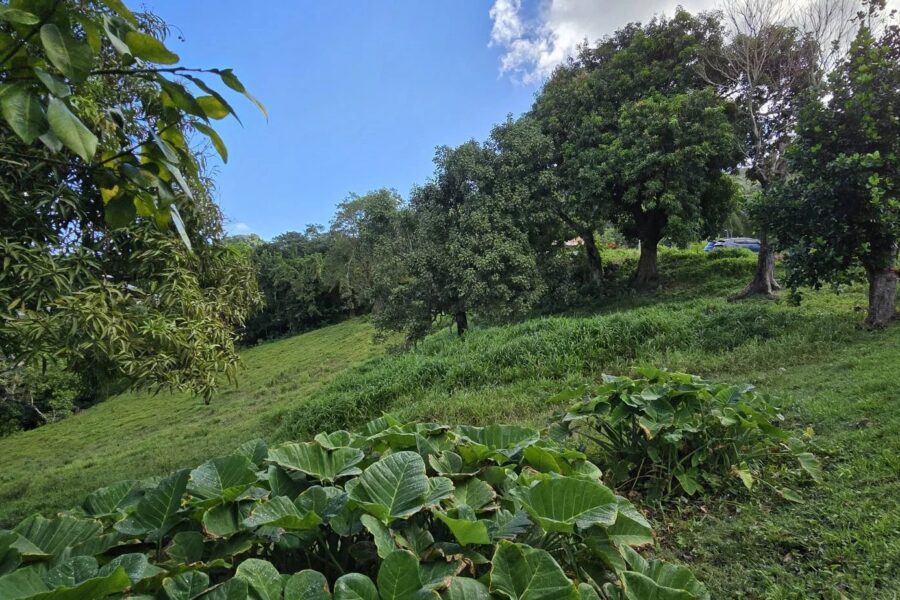 Terrain à vendre à Le robert — Vue nature — photo 6