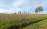 Terrain à vendre à Mirambeau — Vue nature — photo 1