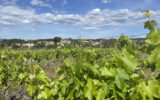 Terrain à vendre à Popian — Vue vignes — photo 9