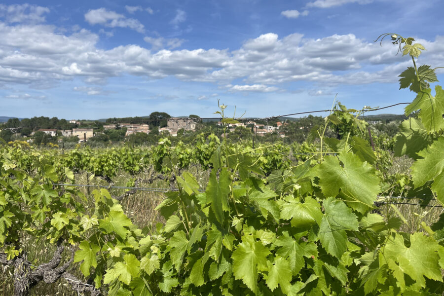 Terrain à vendre à Popian — Vue vignes — photo 9