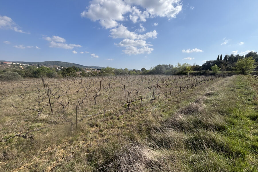 Terrain à vendre à Popian — Vue vignes — photo 5