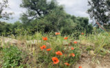 Terrain à vendre à Muro — Vue nature — photo 9