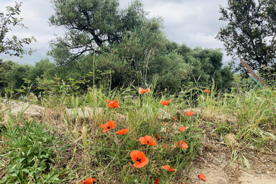Terrain à vendre à Muro — Vue nature — photo 9
