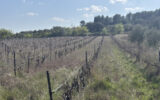Terrain à vendre à Popian — Vue vignes — photo 4