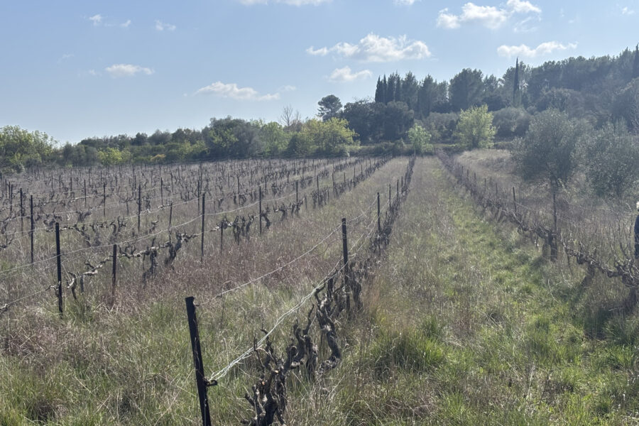 Terrain à vendre à Popian — Vue vignes — photo 4