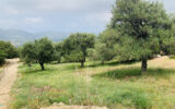 Terrain à vendre à Muro — Vue nature — photo 8
