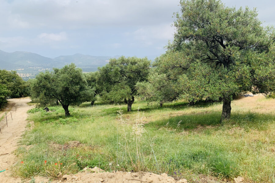 Terrain à vendre à Muro — Vue nature — photo 8