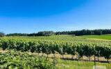 Maison à vendre à Loubès-bernac — Vue vignes — photo 6