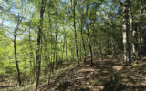 Terrain à vendre à Cernoy-en-berry — Vue nature — photo 7