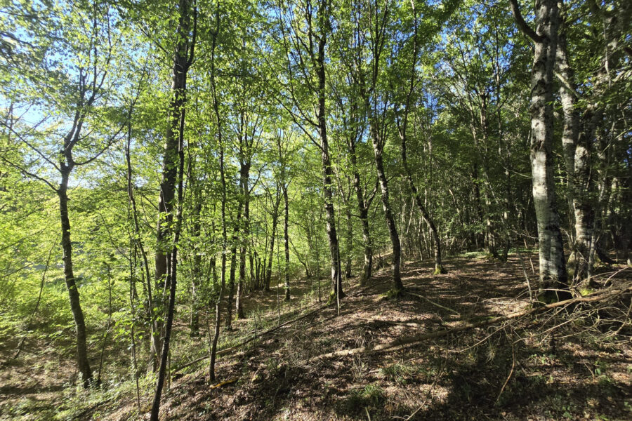 Terrain à vendre à Cernoy-en-berry — Vue nature — photo 7