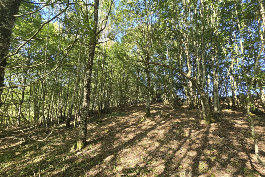 Terrain à vendre à Cernoy-en-berry — Vue nature — photo 6