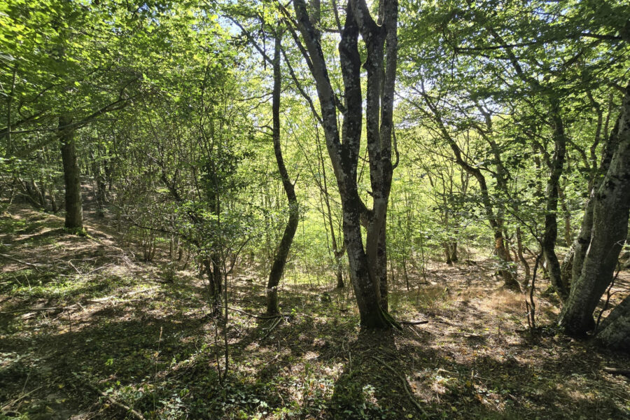 Terrain à vendre à Cernoy-en-berry — Vue nature — photo 11